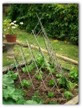 Making a Vegetable Garden in Your Backyard