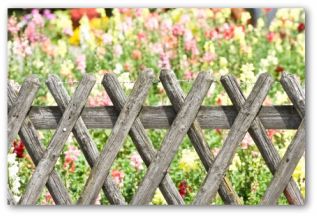 Vegetable Garden Fencing Ideas