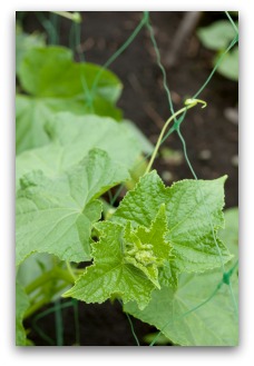 trellis cucumber cucumbers plant growing grow containers fence garden plants wire gardening vegetable useful tips