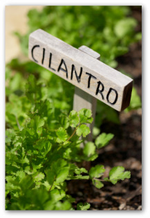 Plans and Tips for Growing Cilantro