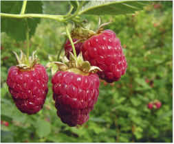 growing raspberries