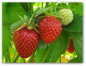 growing strawberries