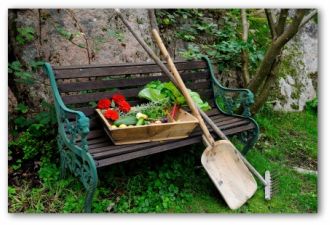 Vegetable Garden Plants