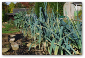 how to grow leeks