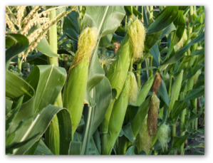 How To Plant Corn In Home Garden - How To Grow Sweet Corn - Sweet corn