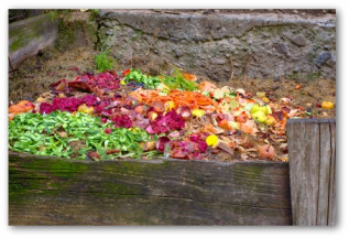 growing hot peppers