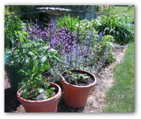 Small Vegetable Garden Plans and Ideas
