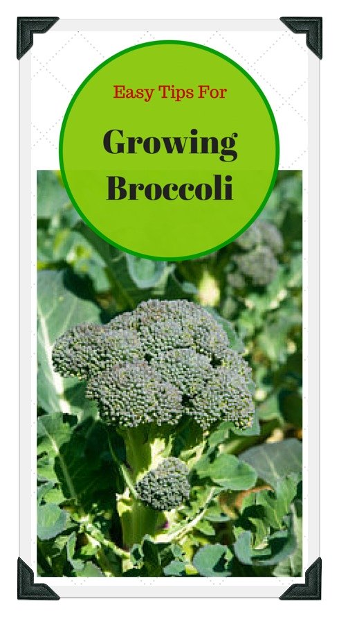 Easy Tips for Growing Broccoli Successfully at Home