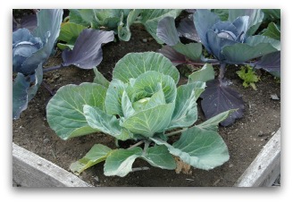 cabbage plants growing bed garden raised plant young vegetable tips gardening planting beds raising