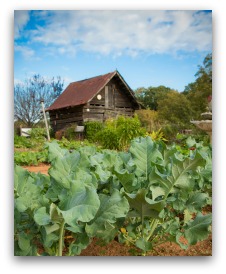 Growing Collard Greens in the Home Garden - Attainable Sustainable®
