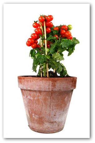Plant out tomatoes – ground or container – Jardineries Botanix