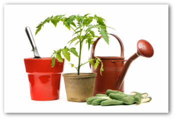 Growing Tomatoes in Your Vegetable Garden