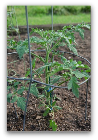 Growing Heirloom Brandywine Tomato Plants