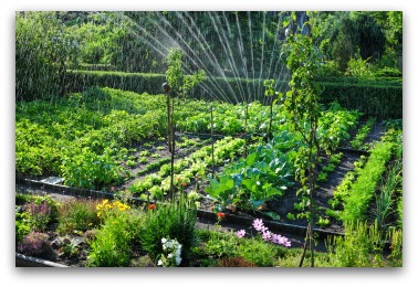 organic vegetable gardens