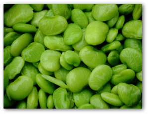 Growing Lima Beans for Yourself and for Your Family