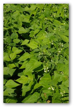 Planting Bush Beans